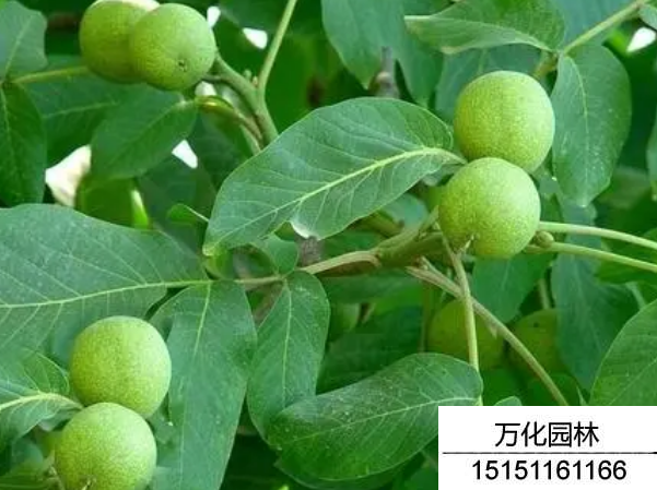 核桃种子