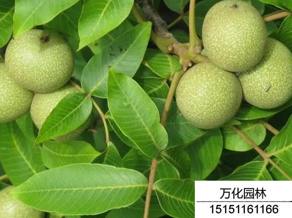 核桃种子