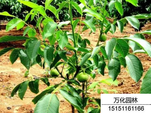 核桃种子