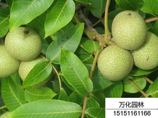 核桃种子