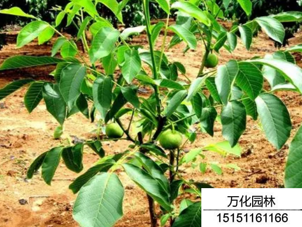 核桃种子