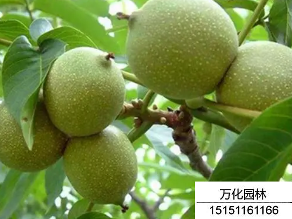 核桃种子