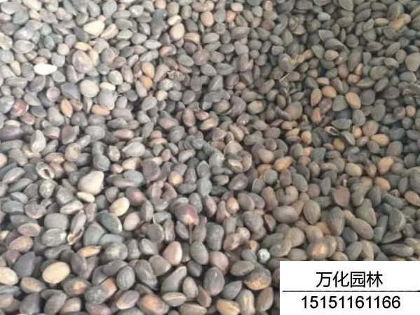 华山松种子