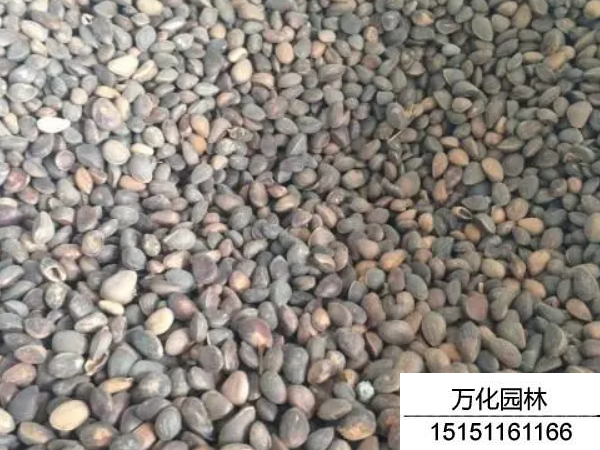 华山松种子
