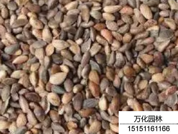 华山松种子