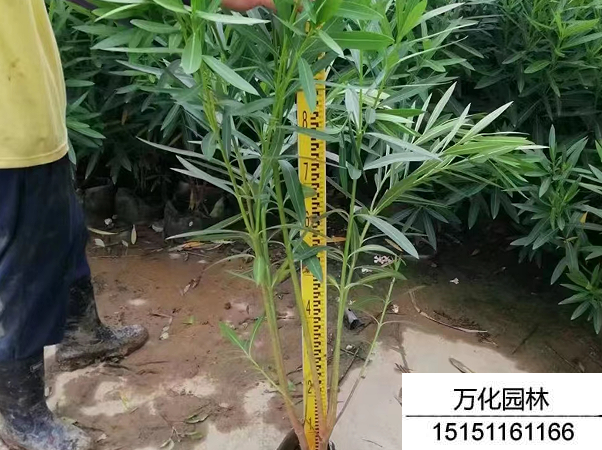 夹竹桃种子