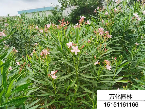 夹竹桃种子