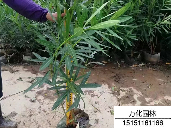 夹竹桃种子