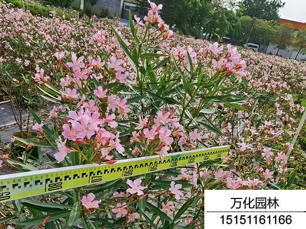 夹竹桃种子