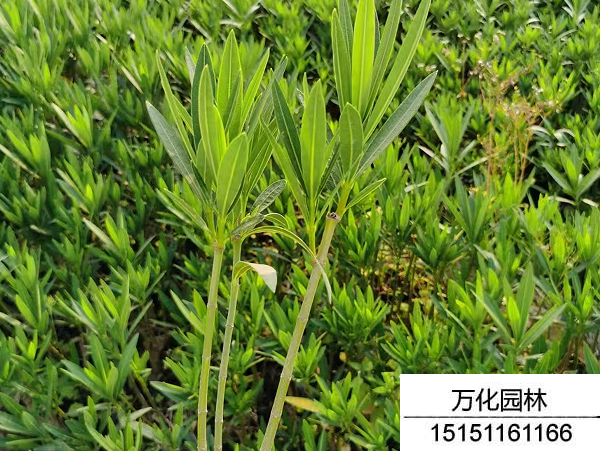 夹竹桃种子