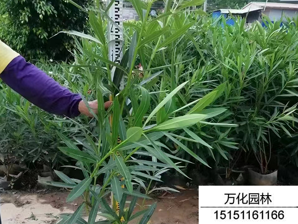 夹竹桃种子