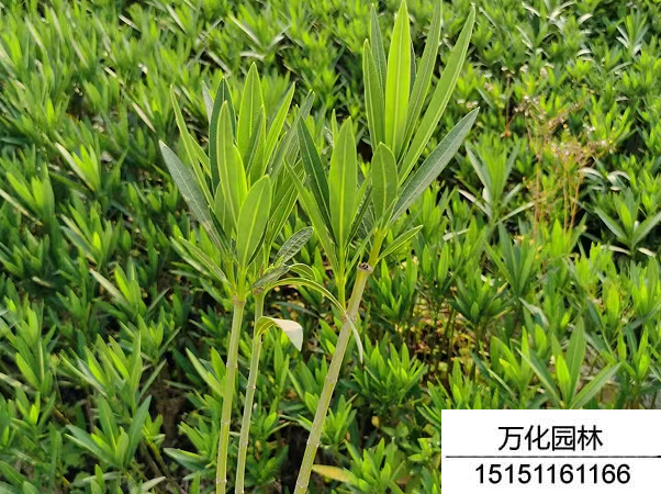 夹竹桃种子