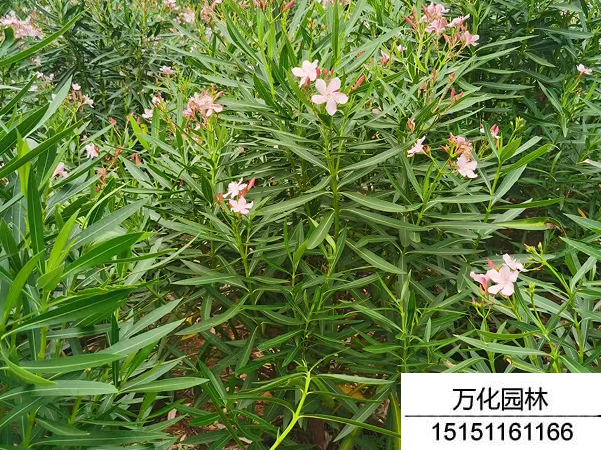 夹竹桃种子