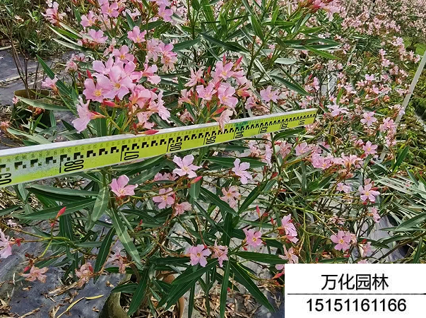 夹竹桃种子