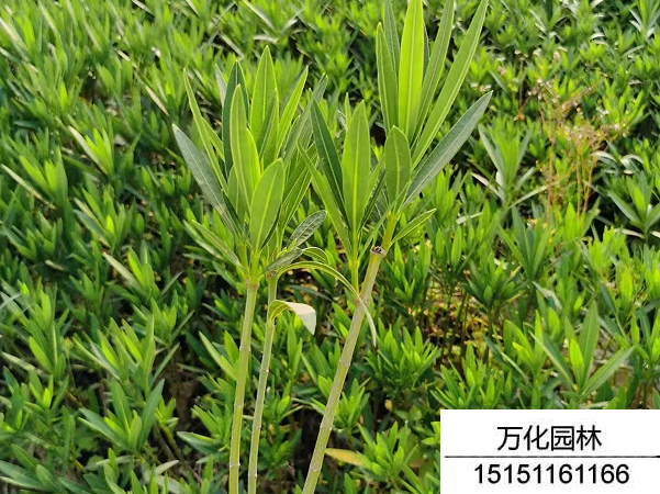 夹竹桃种子