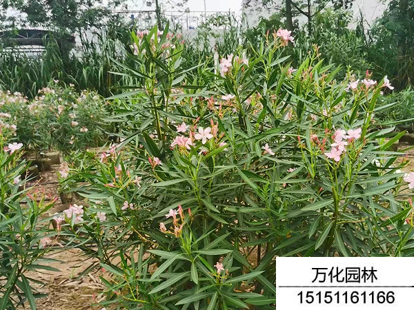 夹竹桃种子