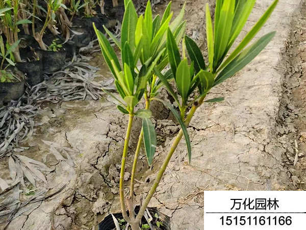 夹竹桃种子