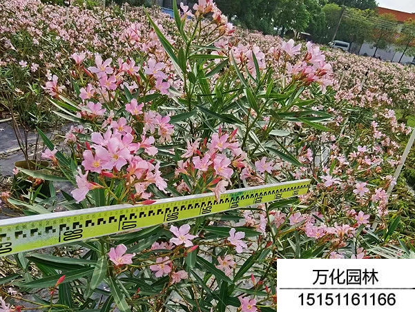 夹竹桃种子