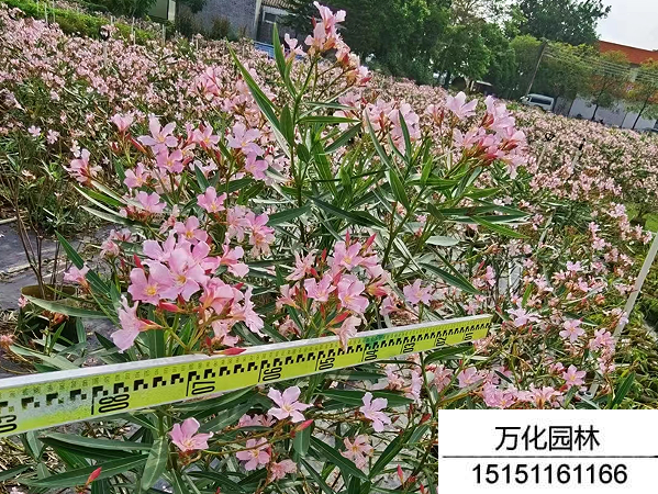 夹竹桃种子