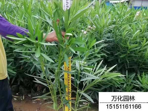 夹竹桃种子