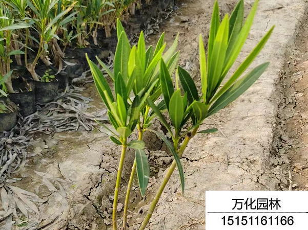 夹竹桃种子