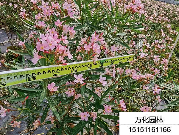 夹竹桃种子
