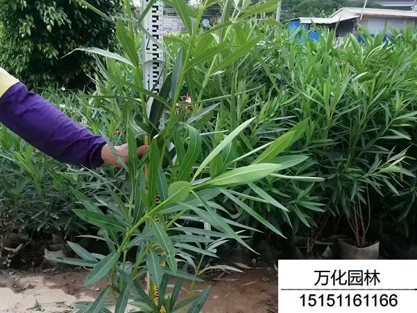 夹竹桃种子