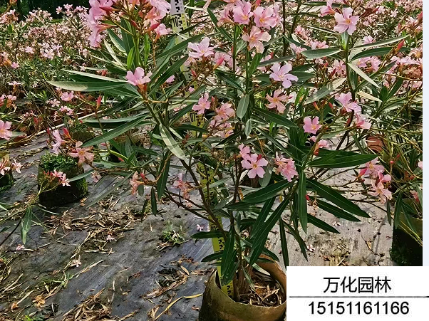 夹竹桃种子