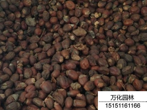 荔枝种子