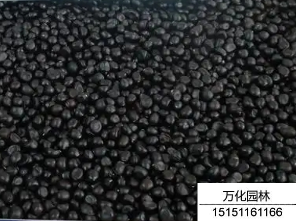 牡丹种子