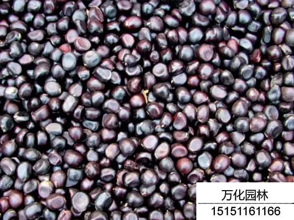 牡丹种子