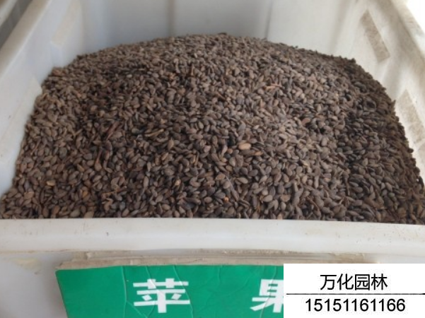 苹果种子