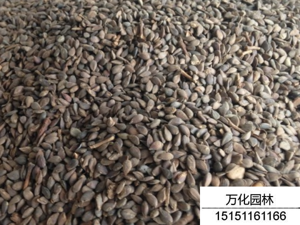 苹果种子