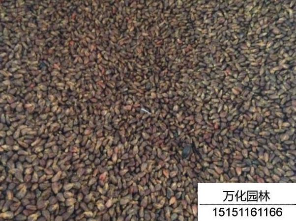 葡萄种子