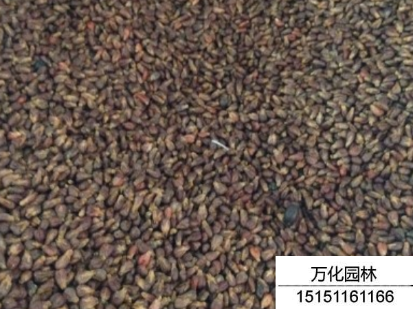 葡萄种子
