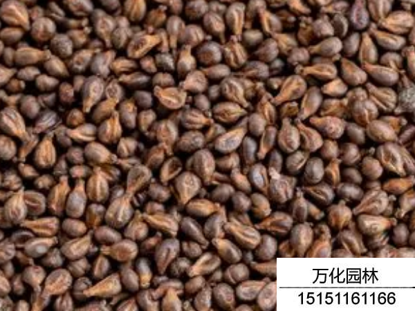 葡萄种子
