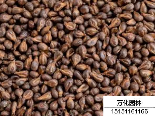葡萄种子