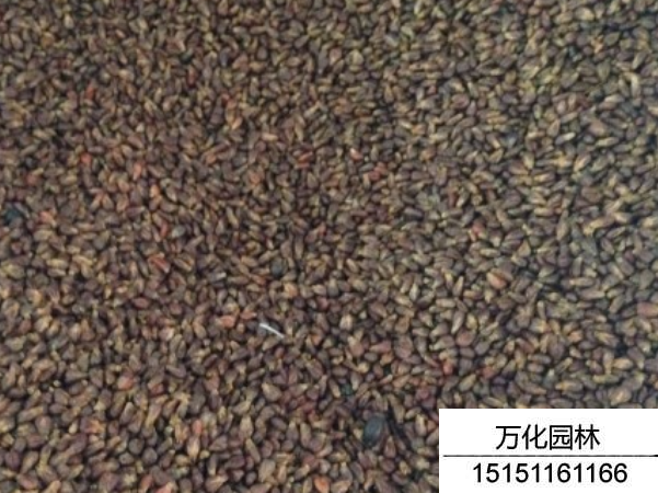 葡萄种子