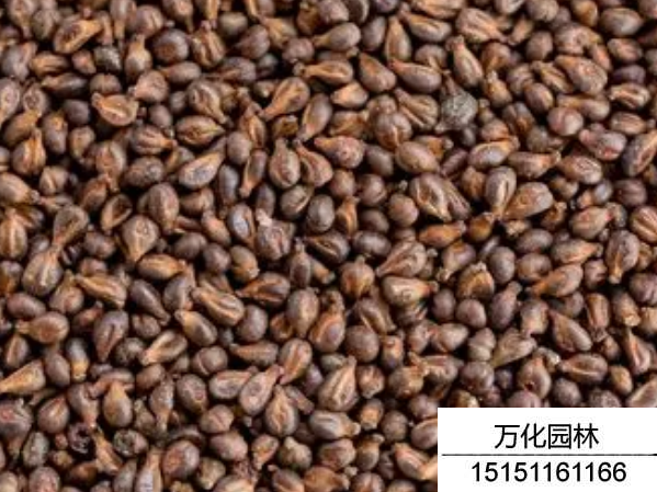 葡萄种子