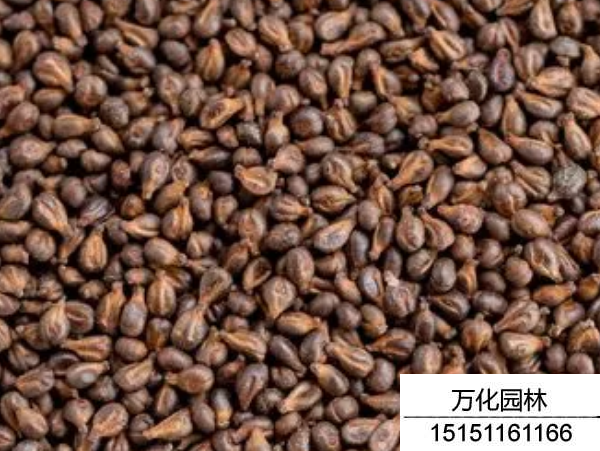 葡萄种子