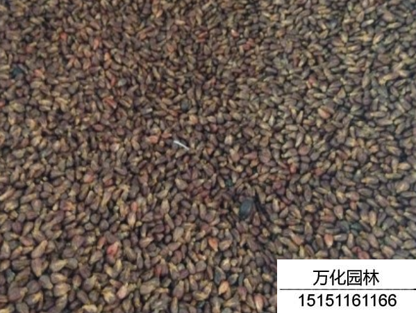 葡萄种子