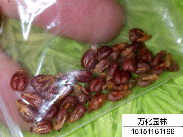 葡萄种子
