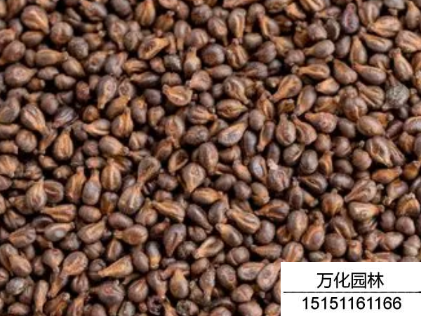 葡萄种子