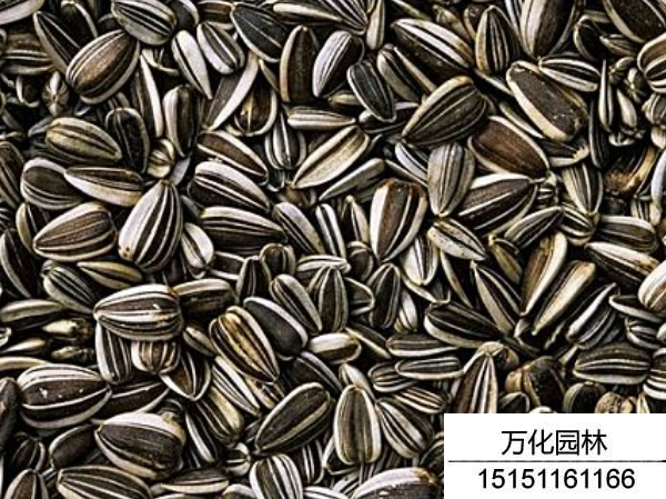 向日葵种子