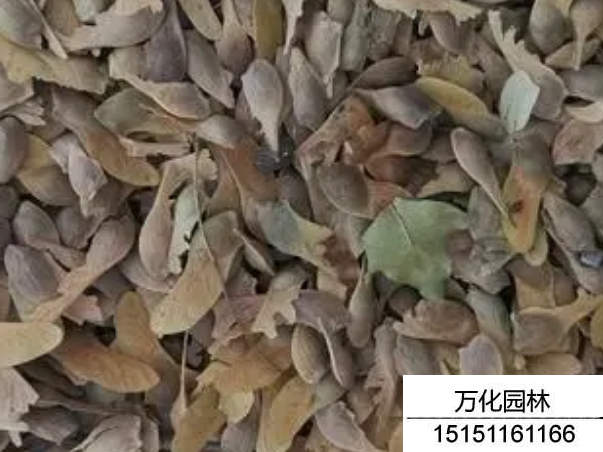 五角枫种子
