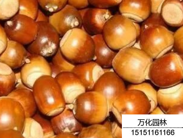 橡树种子