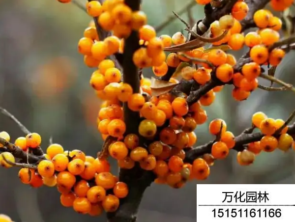 小果沙棘种子