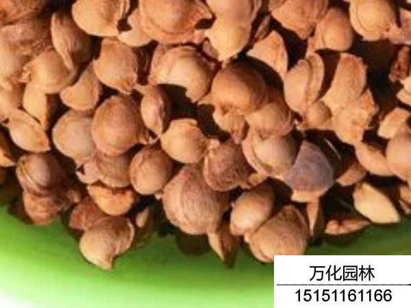 杏核种子怎么种植方法