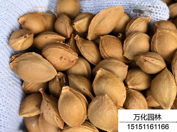 杏核种子种植方法