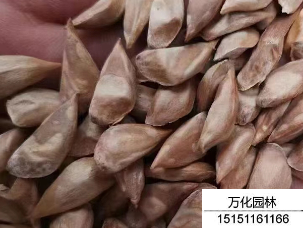 雪松种子什么状